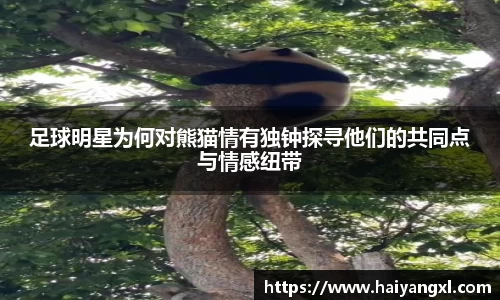 足球明星为何对熊猫情有独钟探寻他们的共同点与情感纽带